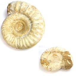 Fosil Perisphinctes Natural 23x20x9 cm - Unicat