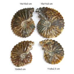 Fosil Natural Ammonit (Douvilleiceras) Brut 11-15x 8-11x2,5-3 cm - ( XXL) - 1 Buc