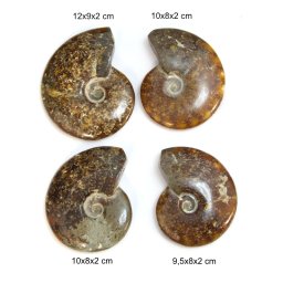Fosil Natural Goniatit Brut - 9-12 x 8-9 x 2 cm - ( XXL ) - 1 Buc