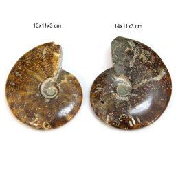 Fosil Natural Goniatit Brut - 13-14 x 11 x 3 cm - ( XXL ) - 1 Buc