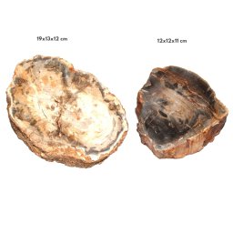 Fosil Lemn Mineral Natural Neregulat - 12-19 x 12-13 x 11-12 cm - ( XXL ) - 1 Buc