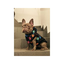 Maximin Geacă pentru câini, impermeabilă - model "labe colorate", mărimea L