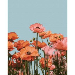Set pictura pe numere, cu sasiu, Flori de vara, 40x50 cm