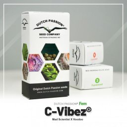 C-Vibez Feminised 5 Seminte