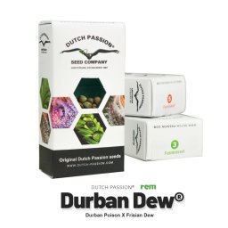 Durban Dew Feminised 5 Seminte