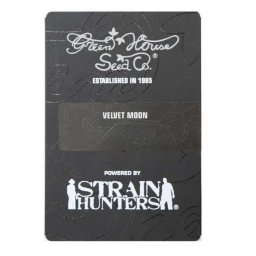 Velvet Moon Feminised USA 5 Seminte