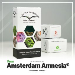 Amsterdam Amnesia Feminised 5 Seminte