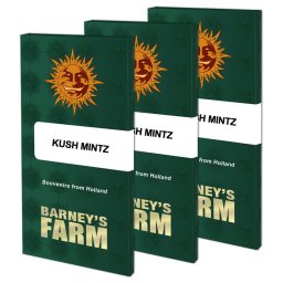 Kush Mintz Feminised Seminte
