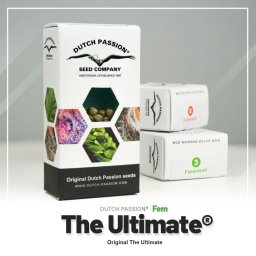 The Ultimate Feminised 5 Seminte