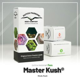 Master Kush Feminised 5 Seminte