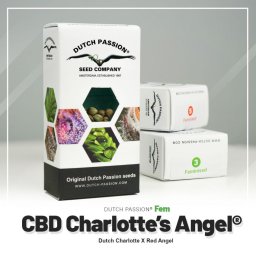 Charlotte’s Angel CBD Feminised 3 Seminte