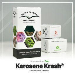 Kerosene Krash Feminised USA 10 Seminte