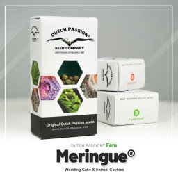 Meringue Feminised USA 5 Seminte