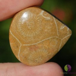 Cabochon coral fosilic 30x29x6mm K7
