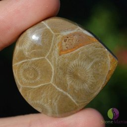 Cabochon coral fosilic 37x38x8mm K30