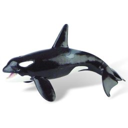 Balena Orca