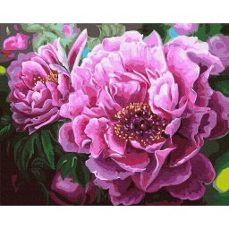 Set pictura pe numere, cu sasiu, Bujori in floare, 40x50 cm
