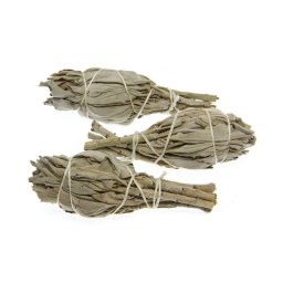 Buchet de Salvie Alba din California - 12-13 cm - 1 Buc