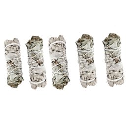 Salvie Alba de California - 15-16 cm - 1Buc - 2Buc sau 4Buc