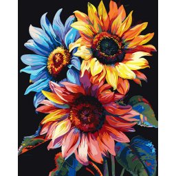 Set pictura pe numere, cu sasiu, Floarea soarelui colorata - canvas negru, 40x50 cm