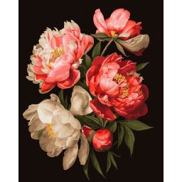Set pictura pe numere, cu sasiu, Bujori 1 - canvas negru, 40x50 cm