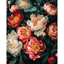 Set pictura pe numere, cu sasiu, Bujori 3 - canvas negru, 40x50 cm