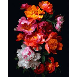 Set pictura pe numere, cu sasiu, Bujori 4 - canvas negru, 40x50 cm