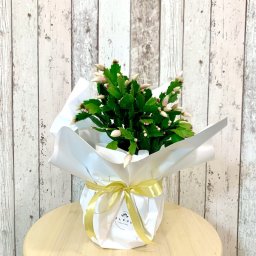Planta Crăciunița "Schlumbergera