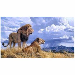 Tablou B20-31480 Goblen Diamante rotunde, 50 x 40 cm, Leul si leoaica in savana