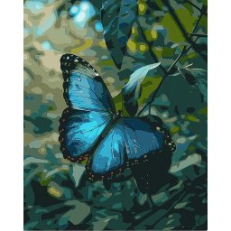 Set pictura pe numere, cu sasiu, Fluture Morpho Bleu, 40x50 cm