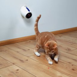 Trixie indicator laser automat cu temporizator incorporat pentru pisici (11 cm)