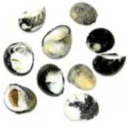Cochilii de melci și scoici de dimensiuni mini (10 buc | IV.)