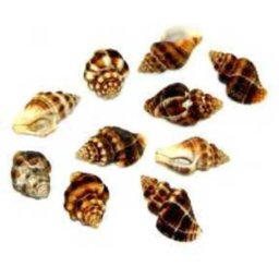 Cochilii de melci și scoici de dimensiuni mini (10 buc | II.)