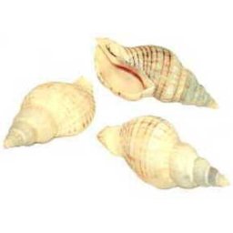 Cochilii de melci și scoici de dimensiuni mici (3 buc | IV.)