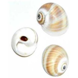 Cochilii de melci și scoici de dimensiuni mici (3 buc | II.)