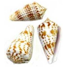 Cochilii de melci și scoici de dimensiuni mici (3 buc | V.)