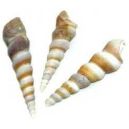 Cochilii de melci și scoici de dimensiuni mici (3 buc | VI.)