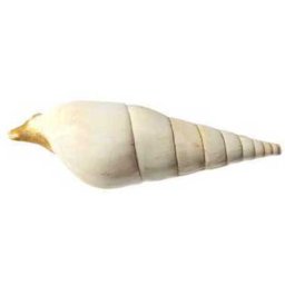 Cochilii de melci și scoici de dimensiuni mari (II.)