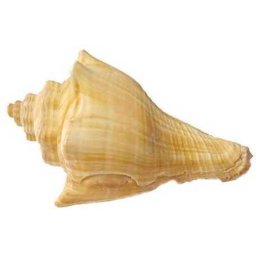 Cochilii de melci și scoici de dimensiuni mari (I.)