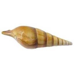 Cochilii de melci și scoici de dimensiuni mari (III.)