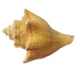 Cochilii de melci și scoici de dimensiuni mari (IV.)