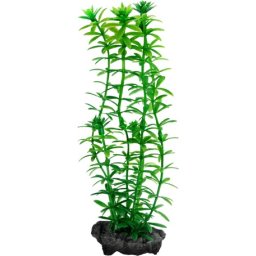 Tetra Anacharis plantă ornamentală pentru acvariu (L | 30 x 9 cm)
