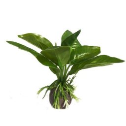 Plantă artificială pentru acvariu cu frunze verzi, late 10 cm