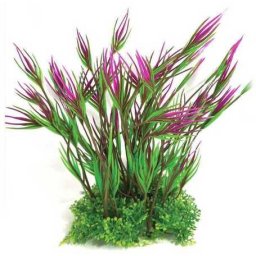 Plantă de acvariu cu tulpină lungă de culoare verde și mov, cu frunze ascuțite și plante mici la bază 22 cm