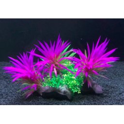 Plantă de acvariu, iarbă de mare verde-violet cu plante mai mici la bază 15 cm