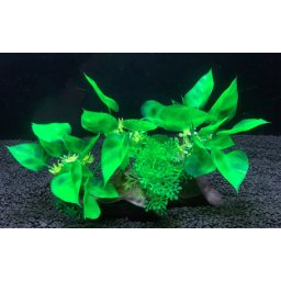 Plantă decorativă pentru acvariu cu frunze în formă de inimă și flori albe 10 cm
