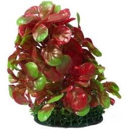 Plantă de acvariu cu frunze verzi și roșii în formă de rinichi și cu frunze verzi mici la bază 25 cm