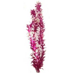 Plantă de acvariu cu tulpină lungă, roz, cu vârfurile frunzelor albe 37 cm