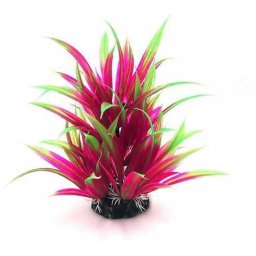 Plantă de acvariu în culori degradee de la mov la verde 20 cm