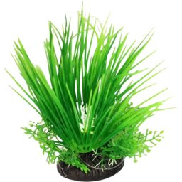 Iarbă verde de mare cu plante mici la bază (12 cm)